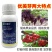 优美芽单氰胺葡萄打破休眠破眠剂促芽提早发芽单氰安调节剂