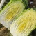 黄心白菜大量供应质优价廉欢迎各位客商光临
