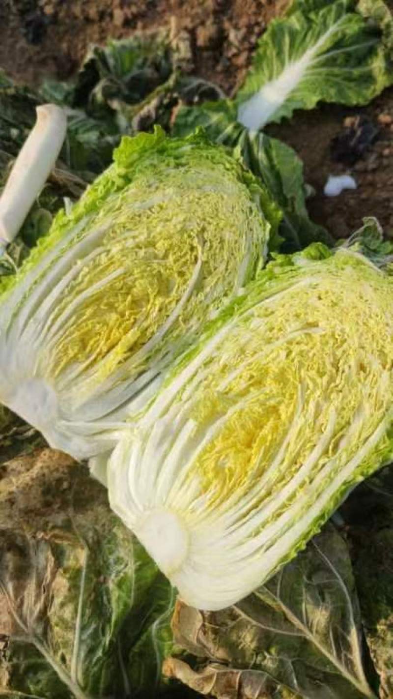 黄心白菜大量供应质优价廉欢迎各位客商光临