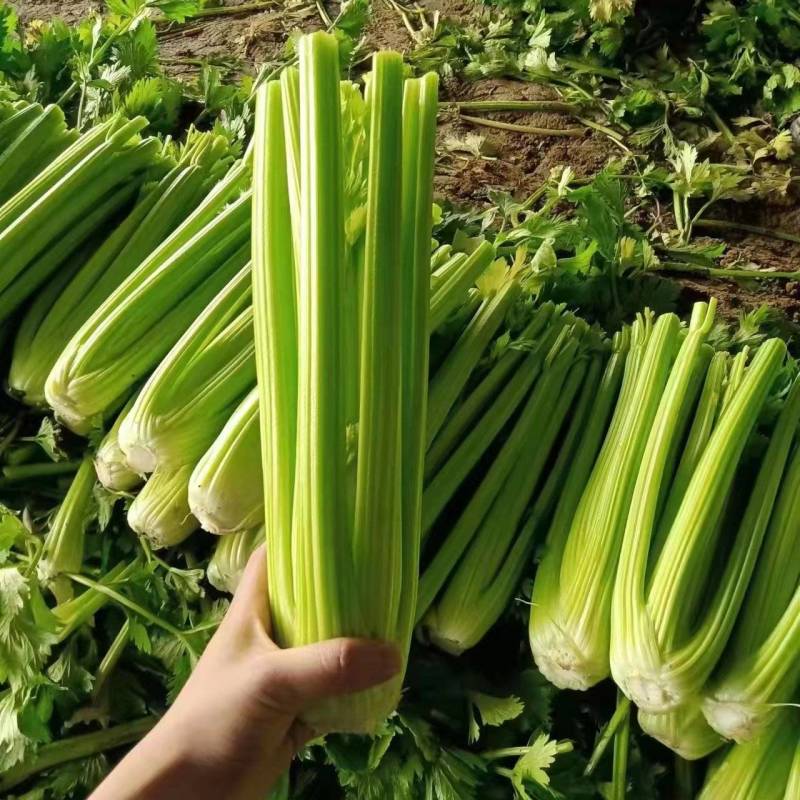 忻府区无公害西芹大量上市