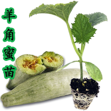 【羊角蜜甜瓜苗】脆甜爽口基地直发带土发货包成活