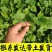 【羊角蜜甜瓜苗】脆甜爽口基地直发带土发货包成活