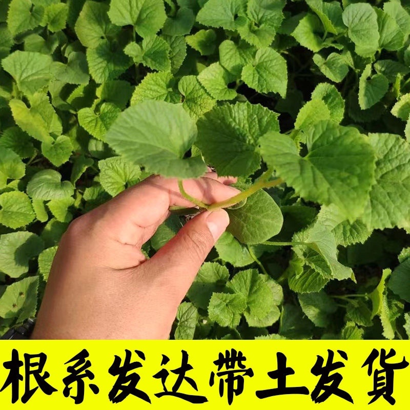【羊角蜜甜瓜苗】脆甜爽口基地直发带土发货包成活