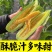 【羊角蜜甜瓜苗】脆甜爽口基地直发带土发货包成活