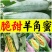 【羊角蜜甜瓜苗】脆甜爽口基地直发带土发货包成活