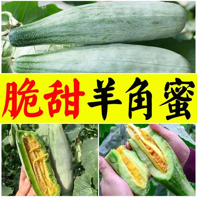 【羊角蜜甜瓜苗】脆甜爽口基地直发带土发货包成活