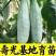 【羊角蜜甜瓜苗】脆甜爽口基地直发带土发货包成活