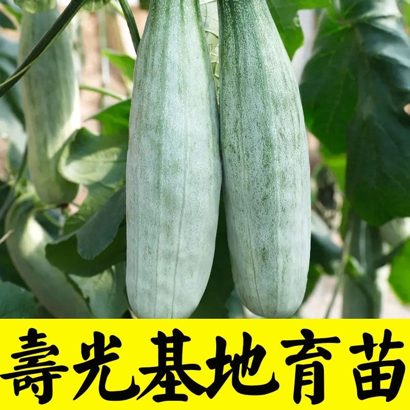 【羊角蜜甜瓜苗】脆甜爽口基地直发带土发货包成活