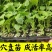 【羊角蜜甜瓜苗】脆甜爽口基地直发带土发货包成活