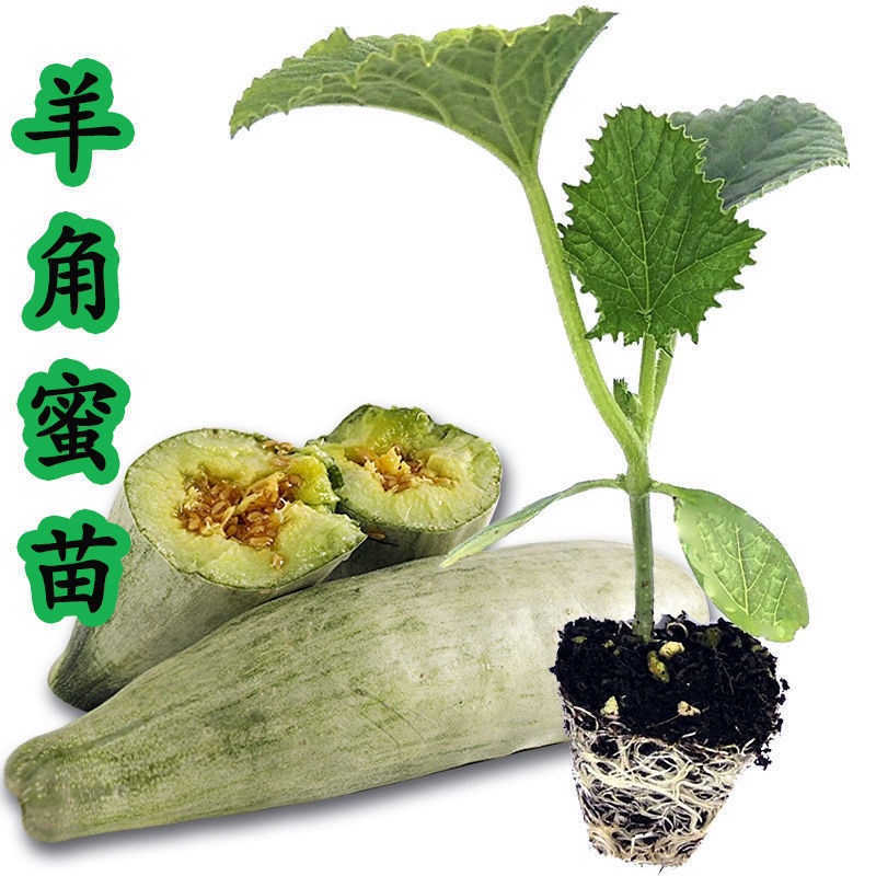 【羊角蜜甜瓜苗】脆甜爽口基地直发带土发货包成活