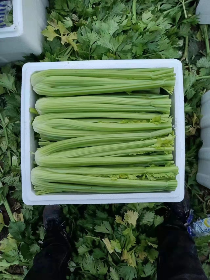 忻府区无公害西芹大量上市
