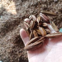 正宗三叉紫花白芨果夹白芨果夹精品货大量批发