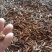 正宗三叉紫花白芨果夹白芨果夹精品货大量批发