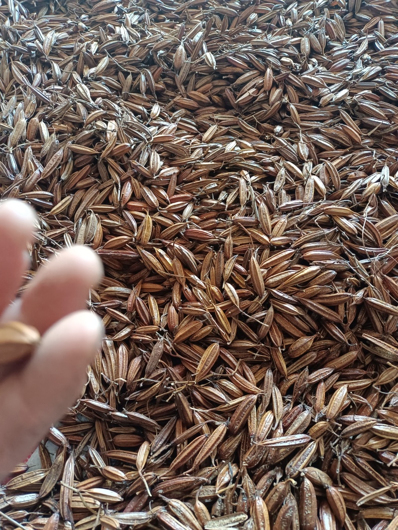 正宗三叉紫花白芨果夹白芨果夹精品货大量批发