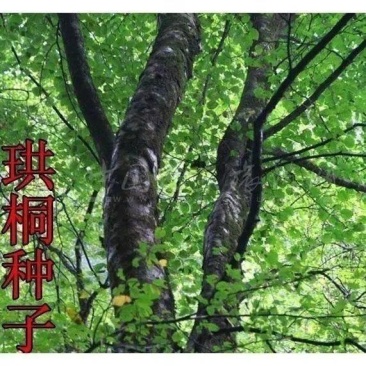 珙桐种子正宗珙桐种子别名鸽子树水梨子鸽子花树量