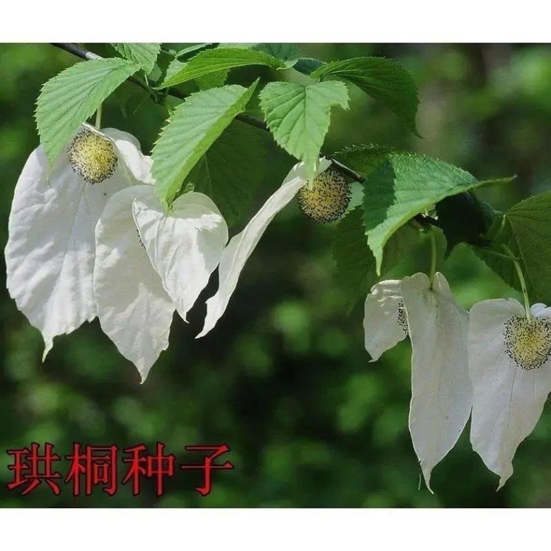 珙桐种子正宗珙桐种子别名鸽子树水梨子鸽子花树量