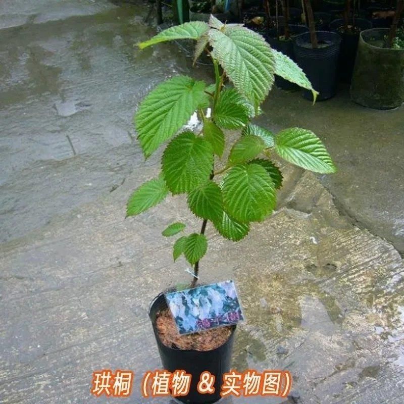 珙桐种子正宗珙桐种子别名鸽子树水梨子鸽子花树量