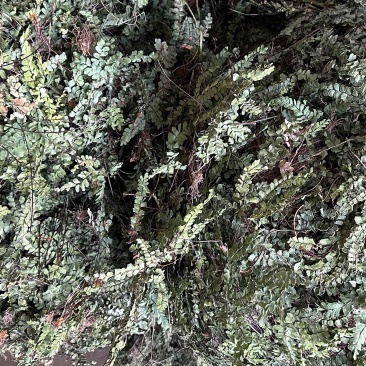 铁线草