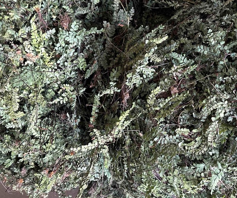 铁线草