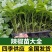 尖椒苗太空椒苗寿光基地直发常年供应各种辣椒苗品种齐全