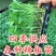尖椒苗太空椒苗寿光基地直发常年供应各种辣椒苗品种齐全