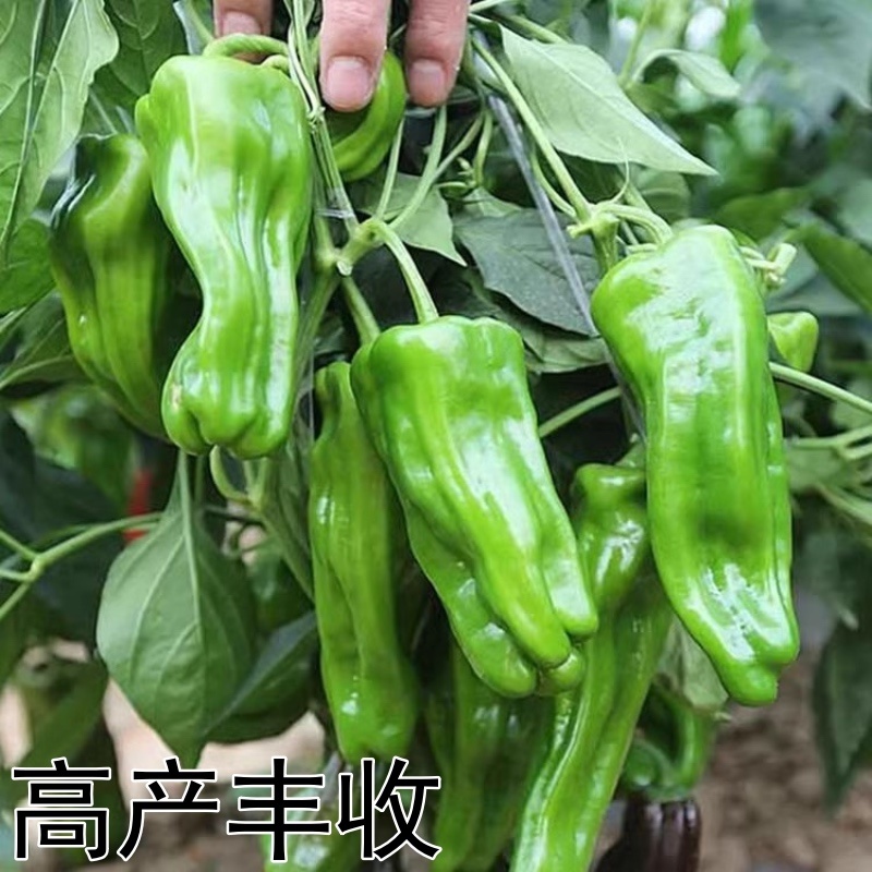 尖椒苗太空椒苗寿光基地直发常年供应各种辣椒苗品种齐全
