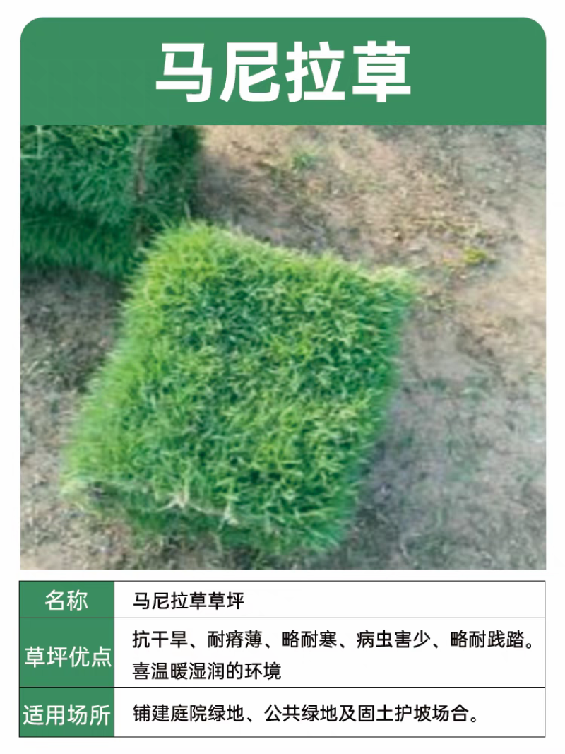 混播果岭草基地直供量大优惠货源充足来电咨询