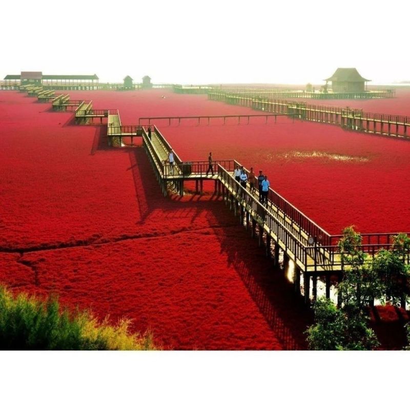 碱蓬草种子盐地碱蓬土壤改善沙地荒地耐盐碱治理护坡红色