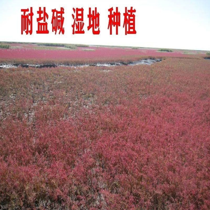 碱蓬草种子盐地碱蓬土壤改善沙地荒地耐盐碱治理护坡红色