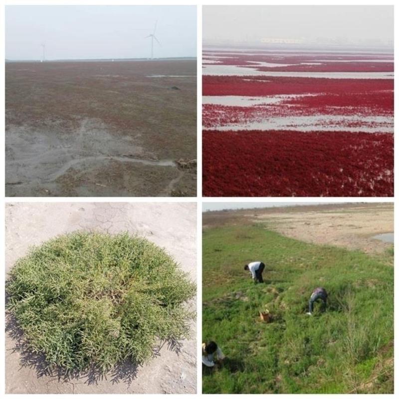 碱蓬草种子盐地碱蓬土壤改善沙地荒地耐盐碱治理护坡红色