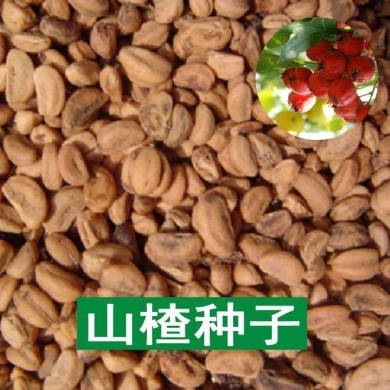 山楂树种子山里果山里红种籽山林果酸枣种子红果子