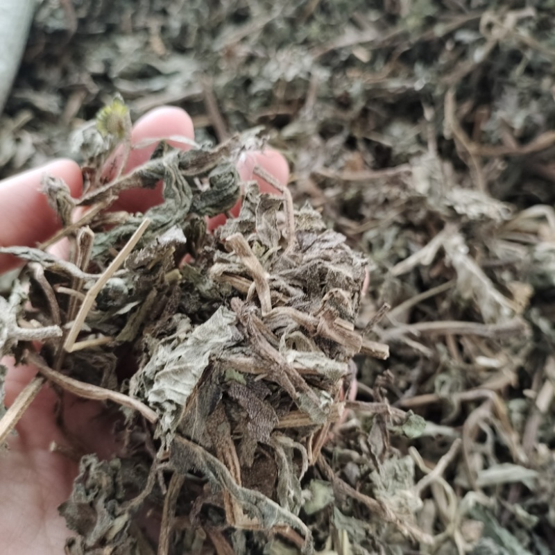 批发旱莲草