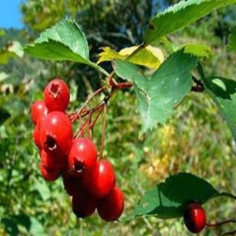 山楂树种子山里果山里红种籽山林果酸枣种子红果子