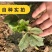 出售散装白芷种子新采当年纯新中药材白芷包邮川白芷祁白芷种