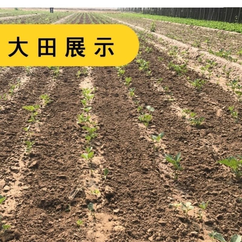 出售散装白芷种子新采当年纯新中药材白芷包邮川白芷祁白芷种
