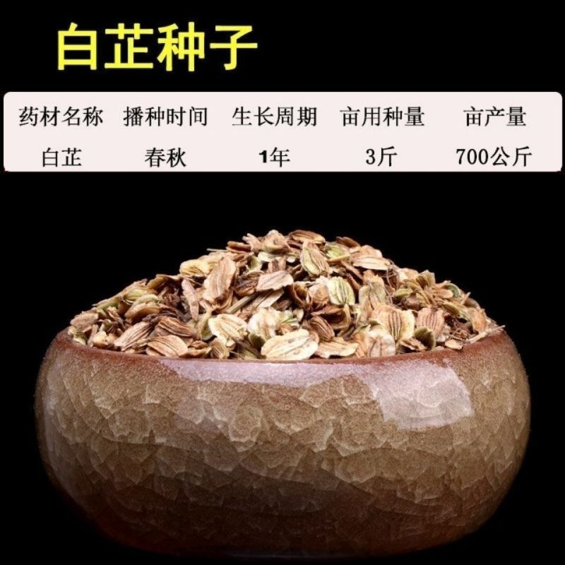 出售散装白芷种子新采当年纯新中药材白芷包邮川白芷祁白芷种
