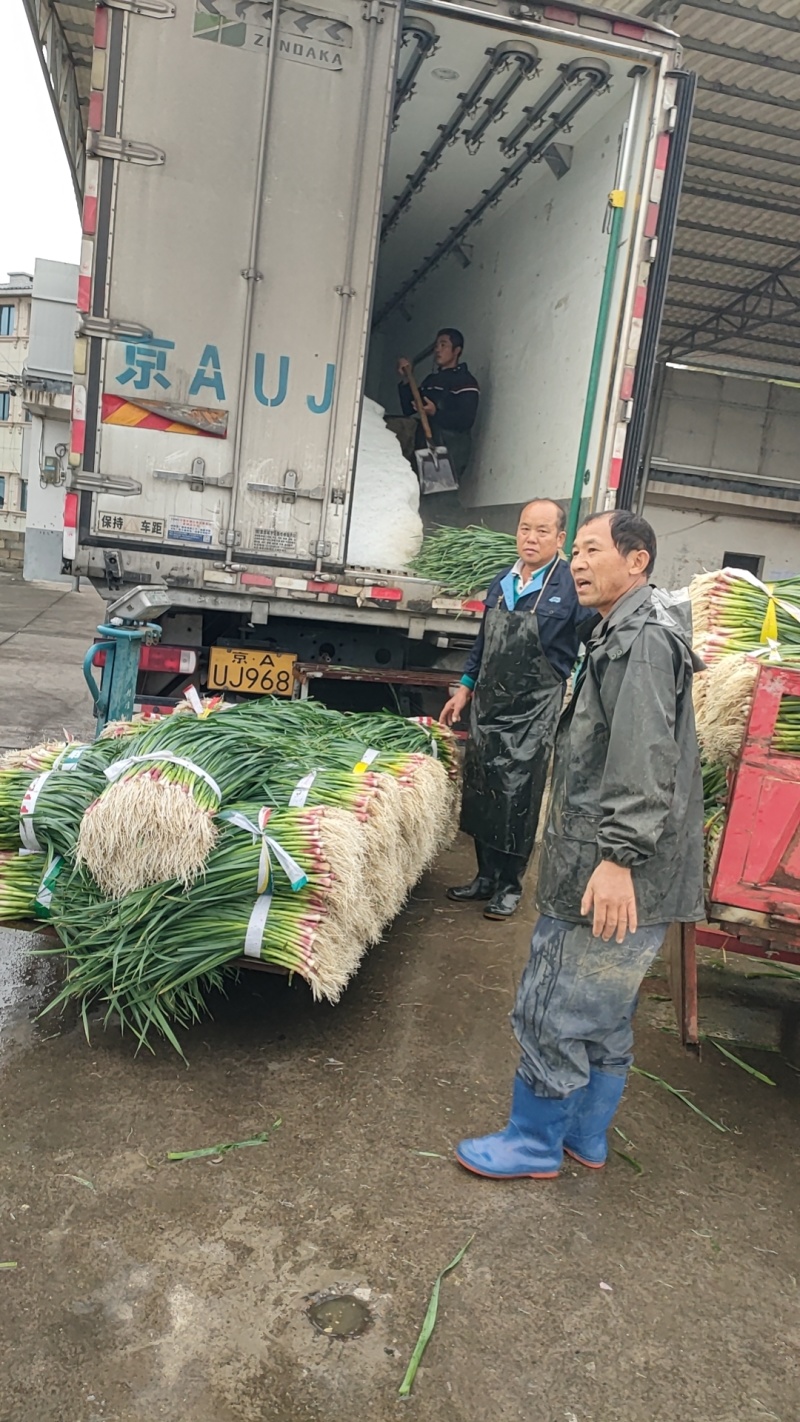 广西柳州蒜苗红根蒜苗60-70cm大量上市