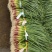 广西柳州蒜苗红根蒜苗60-70cm大量上市