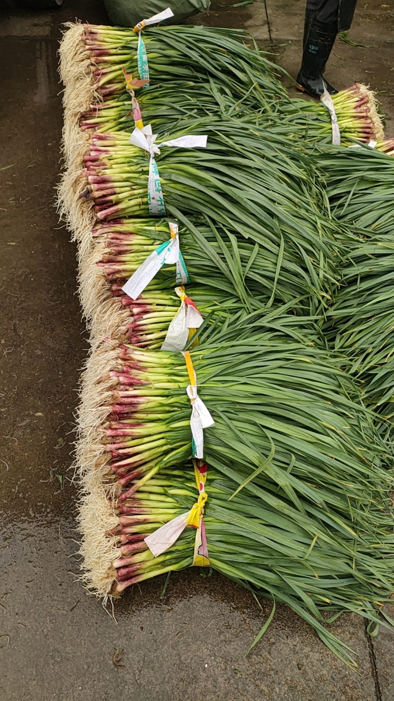 广西柳州蒜苗红根蒜苗60-70cm大量上市