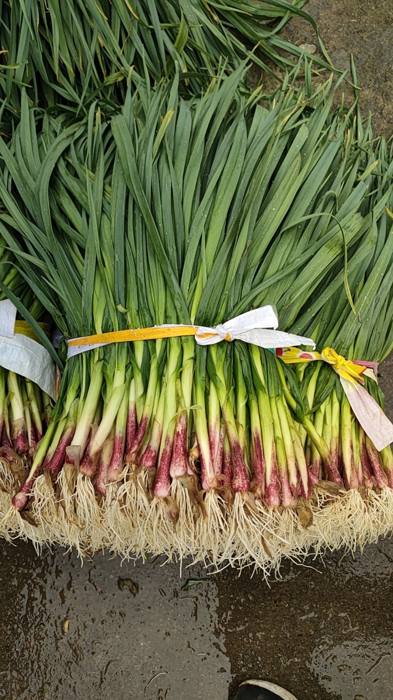 广西柳州蒜苗红根蒜苗60-70cm大量上市