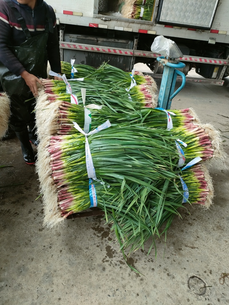 广西柳州蒜苗红根蒜苗60-70cm大量上市