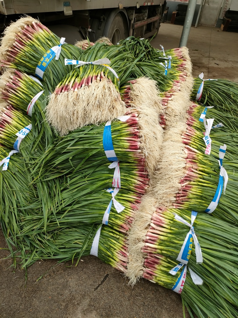 广西柳州蒜苗红根蒜苗60-70cm大量上市