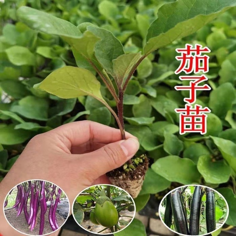 常年出售各种【茄子苗】品种齐全寿光基地直发专业育苗30年