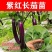 常年出售各种【茄子苗】品种齐全寿光基地直发专业育苗30年