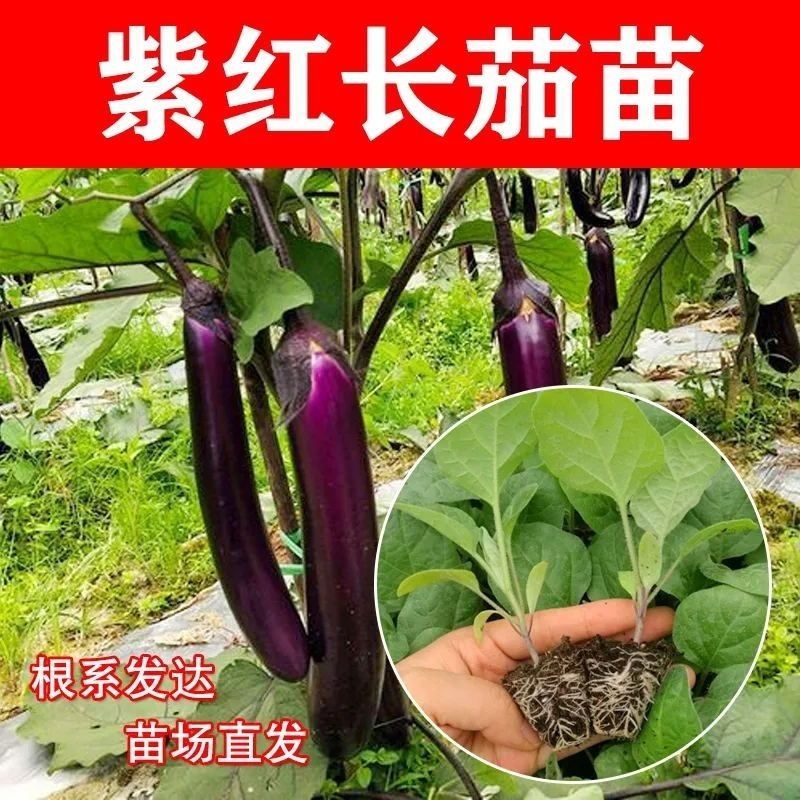 常年出售各种【茄子苗】品种齐全寿光基地直发专业育苗30年