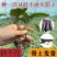 常年出售各种【茄子苗】品种齐全寿光基地直发专业育苗30年