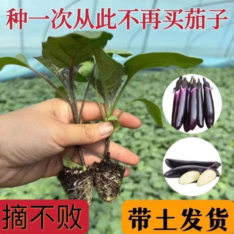 常年出售各种【茄子苗】品种齐全寿光基地直发专业育苗30年