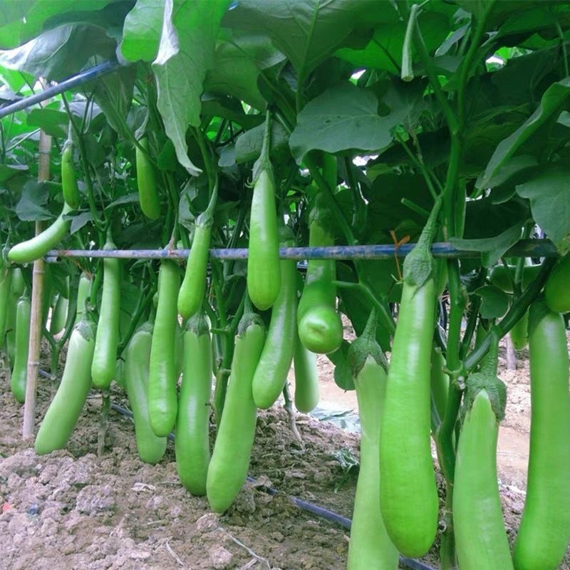 常年出售各种【茄子苗】品种齐全寿光基地直发专业育苗30年