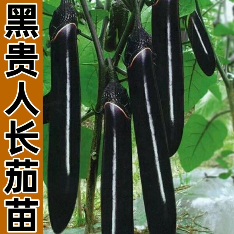 常年出售各种【茄子苗】品种齐全寿光基地直发专业育苗30年