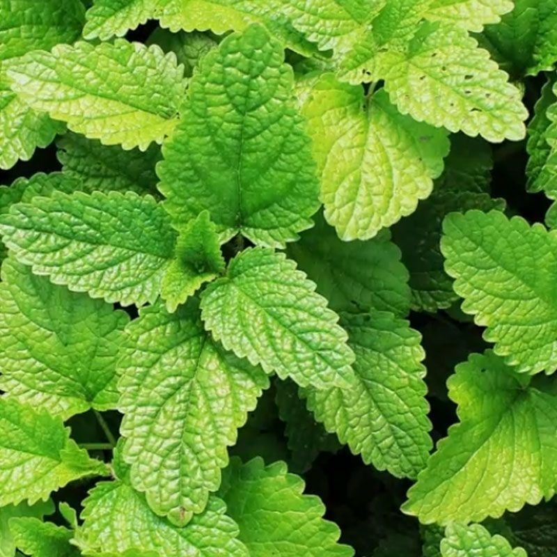可食用留兰香薄荷种子盆栽驱蚊草春夏秋冬季四季播蔬菜种子
